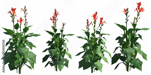Four vibrant red salvia plants with lush green foliage are displayed