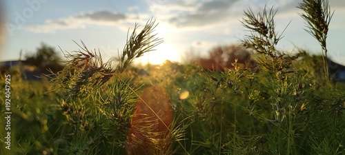 Obraz na plátne Wild grass seeds in the golden light of the sun