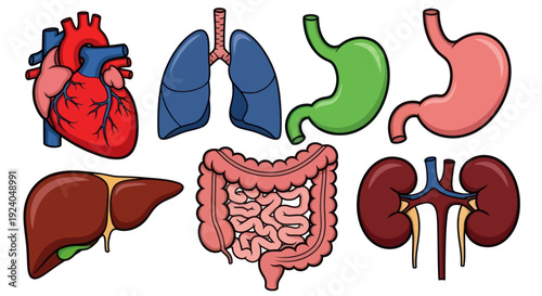 Cartoon illustration of human internal organs
