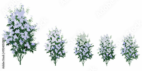 A series of lilac bushes in varying sizes and bloom density