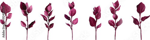A set of realistic purple-red plant illustrations, depicting multiple poses on a transparent background