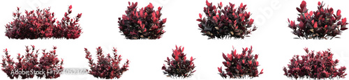 A set of realistic red shrubs with dark green foliage, against on a transparent background