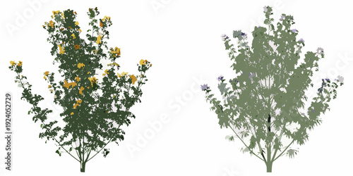 Two flowering bushes with yellow and lavender blooms isolated on white
