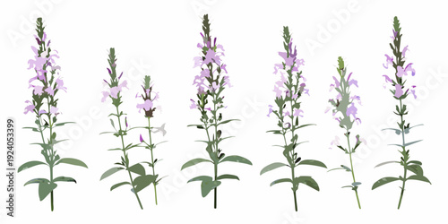 A collection of purple veronica flowers on slender green stems