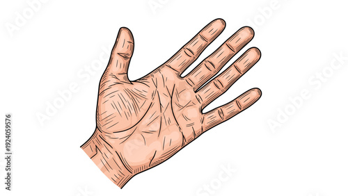 Detailed sketch of a human palm showing the lines of the hand in a classic artistic drawing style on white background.