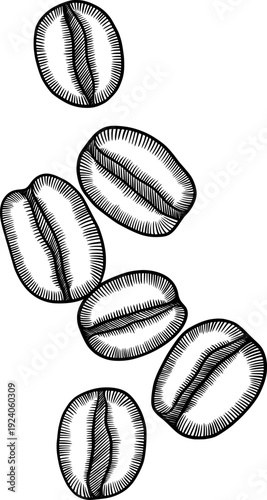 coffee beans vector ink illustration