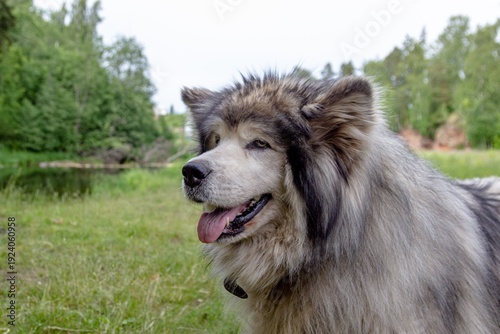 alaskan malamute dog