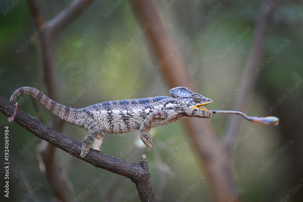 Fototapeta premium Malagasy Giant Chameleon (Furcifer oustaleti) Catching a Cricket with Extended Tongue