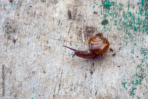 Foto A land snail crawling on a cement wall