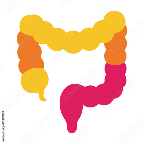 Stylized representation of the human large intestine showing the ascending transverse descending and sigmoid colon in vibrant flat design colors with a clean white background