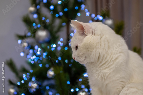 cat with blue eyes with christmas tree