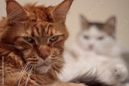 cats