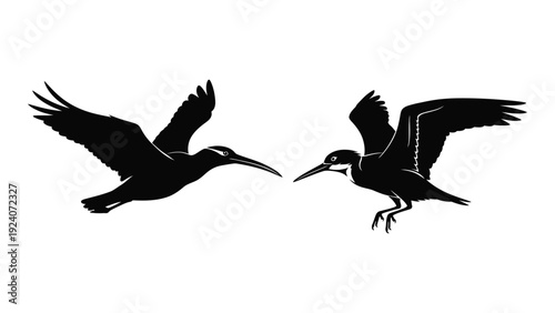 Two black birds flying side by side in mid air isolated on white background, Vector