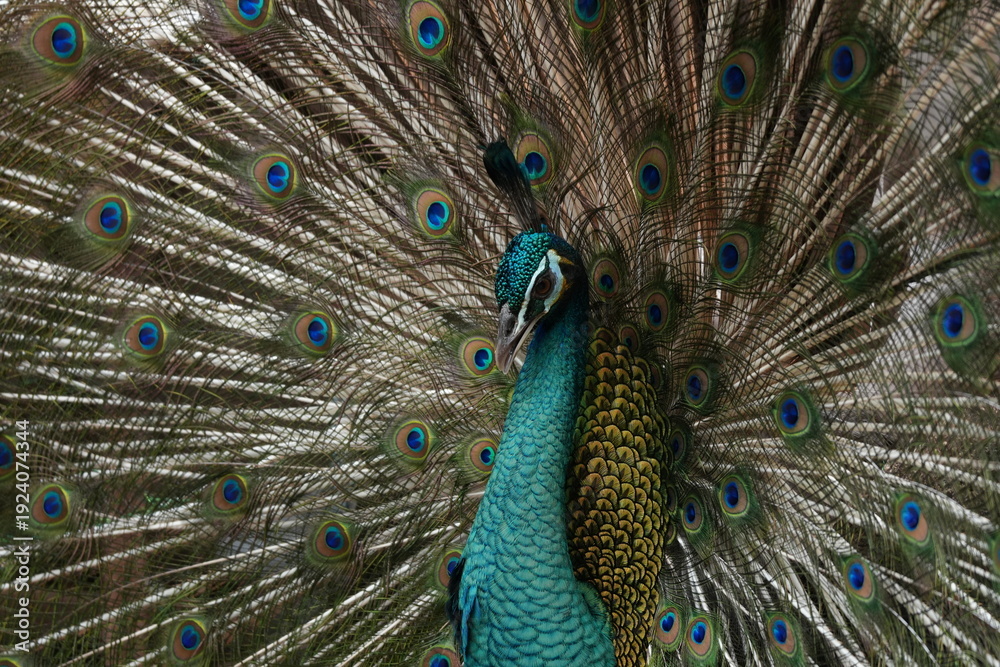 Obraz premium Detailed Close-Up of a Male Peacock Presenting Its Elaborate, Fully Fanned Tail Plumage with Striking Iridescent Colors