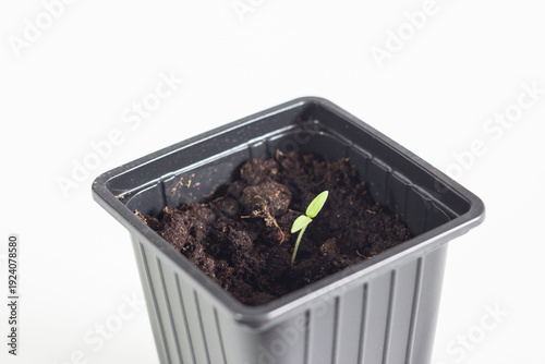 A small green tomato sprout pushes through the dark soil in a black plastic pot. The light background highlights the fragility of new life.
