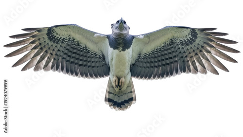Canvastavla Isolated Harpy Eagle soaring, showing wingspan, majestic raptor, tropical rainfo