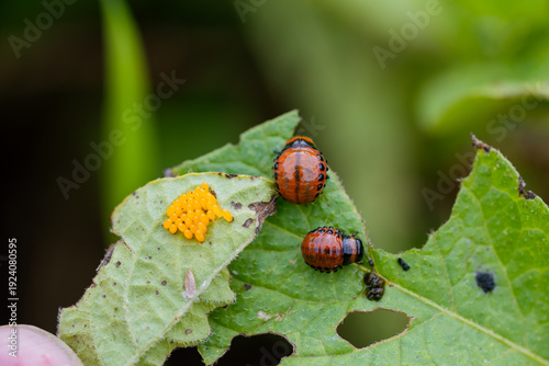 Foto Colorado potato beetle larvae and a cluster of orange eggs infest a green potato