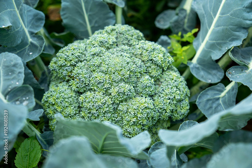 Bild auf Leinwand Green broccoli plant on natural background