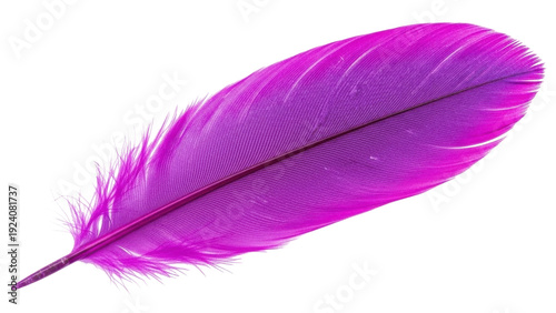 Obraz na plátne Isolated purple feather lies diagonally across frame, with its delicate, airy te