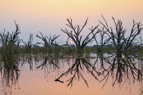 Dead trees are reflected in the river at sunset, Thamalakane River, Okavango Delta, Botswana