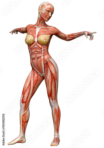 3D Rendering Female Anatomy Figure on White
