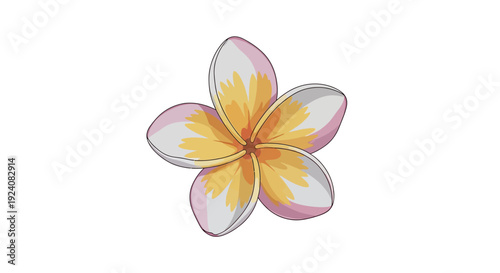Vibrant vector illustration of a tropical plumeria flower with white, yellow, and pink petals, perfect for summer designs