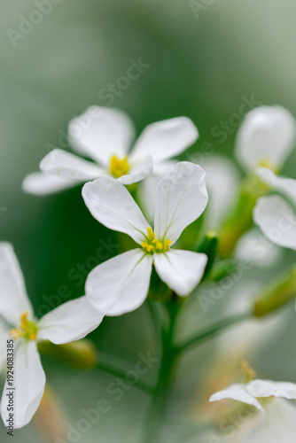 Close-up of white mustard flowers in bloom