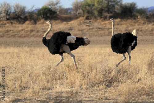 South African ostrich (Struthio camelus australis), adult, male, two males, threatening, imposition, Mountain Zebra National Park, Eastern Cape, South Africa