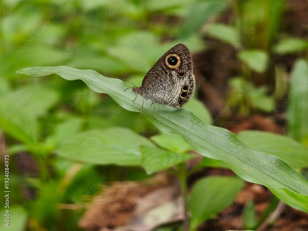 Fototapeta premium The white fourring (Ypthima ceylonica)