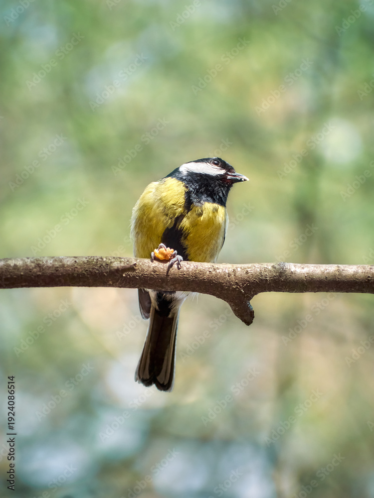 Obraz premium Close-up of a great tit (Parus major) eating a nut on a thin branch.