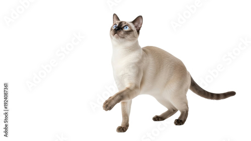 Quadro em tela Isolated Siamese Cat Standing on Hind Legs, Looking Up in a Studio Environment I