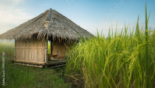 hut in the rice field