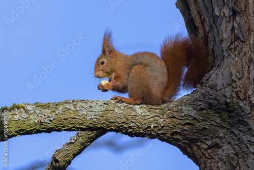 Eurasian red squirrel (Sciurus vulgaris), sitting on branch and gnawing on a nut, blue sky, Rosensteinpark, Stuttgart, Baden-Württemberg, Germany