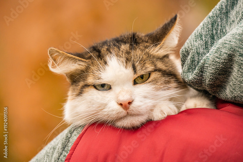 Obraz na plátne A hilarious portrait of a domestic cat with a very expressive, annoyed facial expression