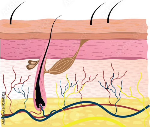 Medical diagram of hair root structure in skin layers. vector illustration.