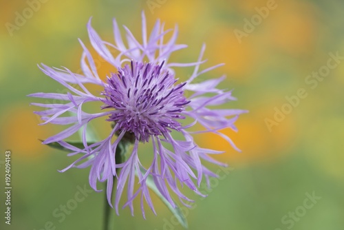 Greater knapweed (Centaurea scabiosa), Emsland, Lower Saxony, Germany