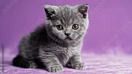 Curious gray kitten exploring against a purple background
