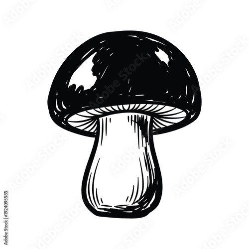 Hand-drawn mushroom sketch isolated on white background, vintage ink illustration of a forest boletus for botanical design, rustic organic nature element with detailed hatching and woodcut style.
