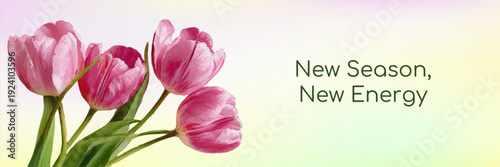 Pink tulips blooming, representing natural cycle of spring, offering fresh energy and a concept of renewal, new beginnings, hope, and vibrant life approaching