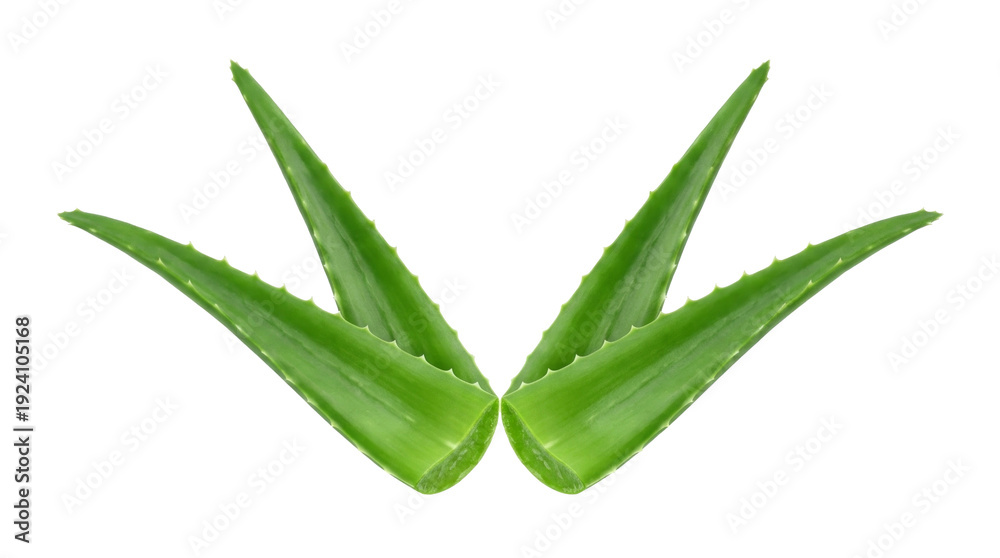 Naklejka premium Fresh green aloe vera plant leaves isolated object on transparent background for natural skincare and health