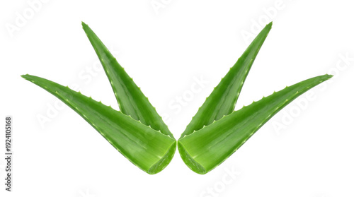 Fresh green aloe vera plant leaves isolated object on transparent background for natural skincare and health