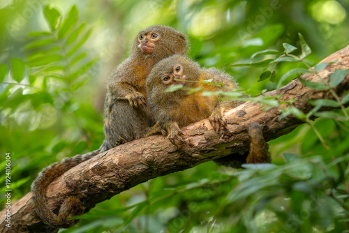 Pygmy Marmoset - Cebuella pygmaea, endangered primate from South American forests and woodlands, Brazil.