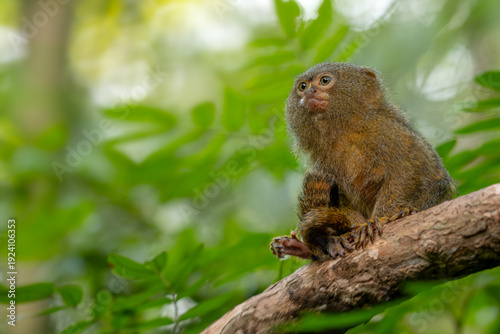 Pygmy Marmoset - Cebuella pygmaea, endangered primate from South American forests and woodlands, Brazil.