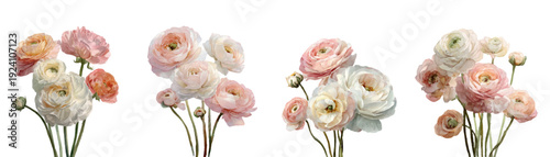 Watercolor ranunculus flowers in pastel shades creating a delicate floral border on a clean white background, perfect for romantic designs and elegant invitations