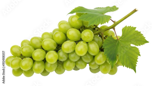 Εκτύπωση καμβά Isolated cluster of fresh green grapes with leaves close-up shot, studio image,