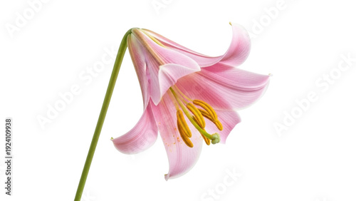 Canvas-taulu Isolated drooping flower Lilium rubellum showing yellow stamens on a plain field