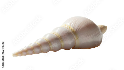 Fotografie Isolated seashell, a marine snail shell spiraling into a sharp point with a smoo