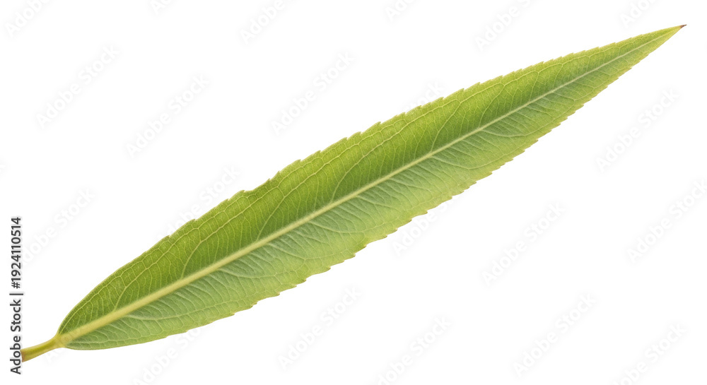 Obraz premium Isolated Green Willow Leaf Studio Shot Still Life, Botanical Closeup, Natural Beauty