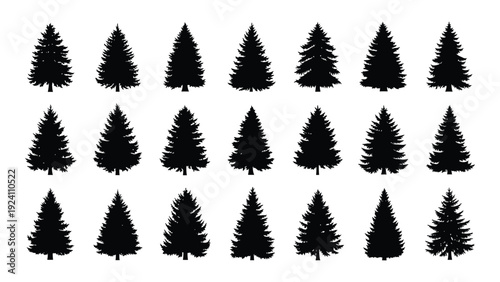 A group of black pine tree silhouettes on a white background isolated on white background, Vector