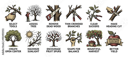 Set of hand-drawn tree pruning illustrations showing a step-by-step guide for gardening success, from selecting tools to achieving a bountiful harvest with better yield, isolated on white